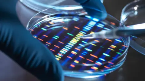 Getty Images Scientist pipetting sample into tray for DNA testing in laboratory. The scientist is wearing blue rubber gloves. The tray has little multi-coloured lines in it.