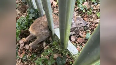 A fawn stuck in a metal railing in Southampton, with its head poking on the other side of where its body has become stuck. 