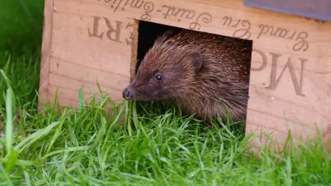 Gillian Day A hedgehog peering out of a box in a garden