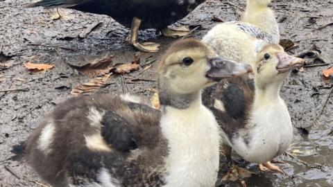 Why did Donald Duck cross the road?