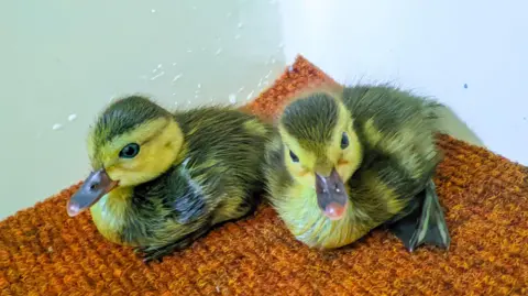 Durrell Wildlife Conservation Trust Two freshly hatched ducklings, with bright yellow and brown greasy feathers. They are sat on a rust-orange coloured carpet and have dark purple coloured beaks.