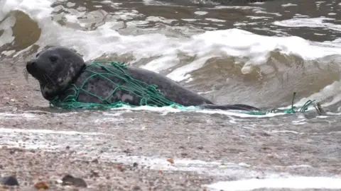 Ian Pope Everything Felixstowe seal in fishing net