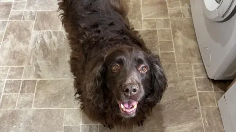 Flora the dog in a kitchen as she looks up to the camera. 