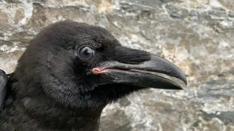 A side on close up of a small black raven whith looks straight ahead, there is a stone wall in the background.