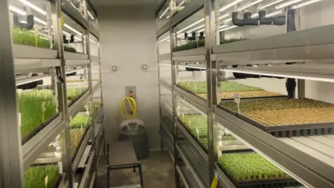 Hydroponically grown salads