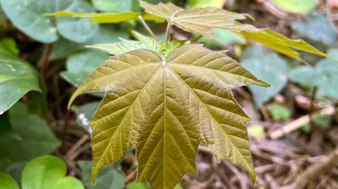 Dan Crowley The Acer amamiense seedling – a pale green leaf with five tips