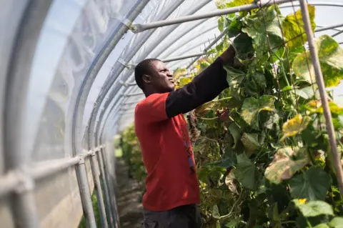 Marco Panzetti Mohammed tends to some cucumbers