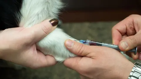 Getty Images A dog gets blood drawn with a needle at the vet.