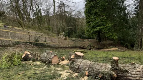 One of the fallen trees which is chopped up in front of an enclosure. There is part of the fence missing on the right and trees in the background.