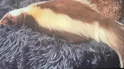 Sharon Tyler Sky the skunk