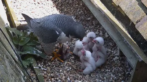 St Albans Cathedral Three white fluffy peregrine chicks sit on the gravel in their nest with their mouths open for feeding. Their mum feeds them - she is grey and white with orange claws.