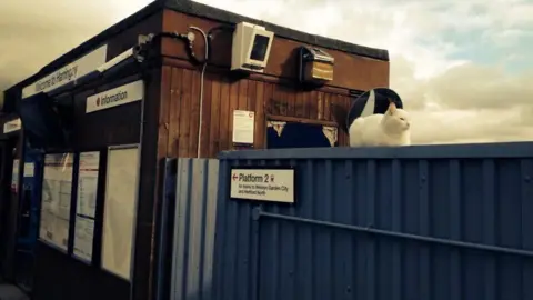 Harringay Station Cat