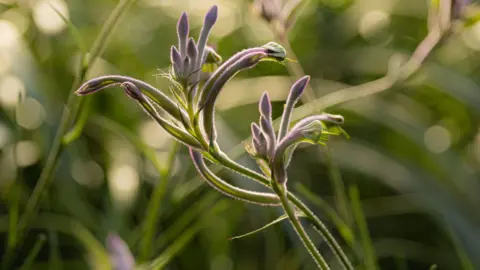 Eden Project Carnivale has slim pink and purple flowers at the end of its straight green stem.