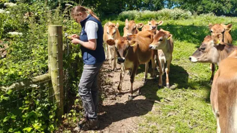 Société Jersiaise Hannah looks at a listening device to examine the data it has recorded. She stands next to a gatepost and is surrounded by cows. 