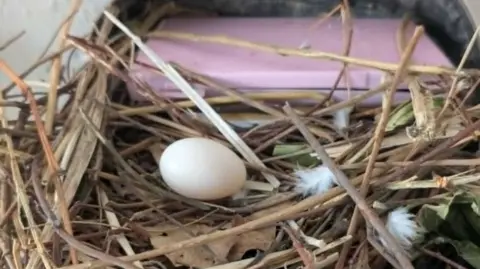 Mimmy Stranger A birds nest, with an egg in it, with twigs, feathers and bits of leaves. A pink compact can be seen behind the egg. 