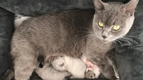 Cats Protection Bella and her four kittens