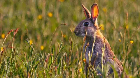 CowleyCaptures A rabbit sits in the sun with its ears upright. It has a brown/grey coat. It is bathed in sunlight in a field with long grass and small yellow flowers.