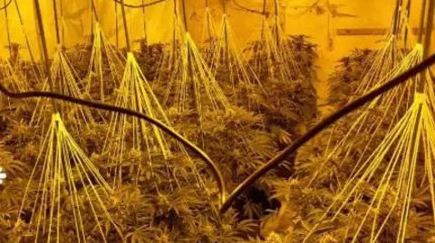 West Mercia Police Cannabis plants