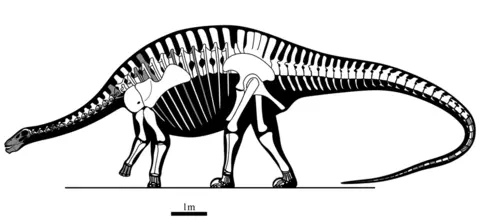 Shi Aijuan Silhouette of lingwulong, showing a dinosaur with a long neck and tail, and a head about 1m long