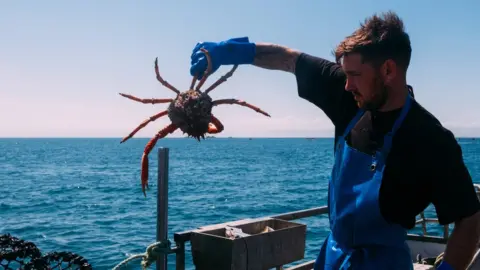 Matt Porteous Spider crab being caught