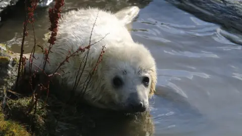 MWT Seal pup at the Calf of Man