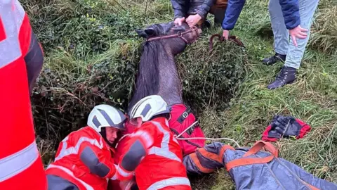 Alderney Fire Brigade Horse being helped by two fire fighters