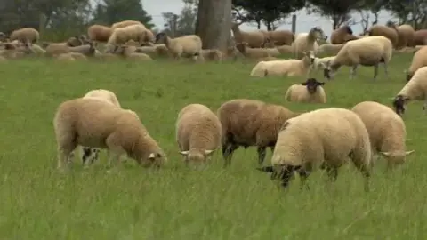 A flock of sheep grazing in a field of long green grass. There is a fence and trees in he background. 