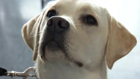 A close-up of a blonde Labrador puppy's face. The pup is on a leash