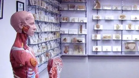 A room with a display skeleton and organ model with shelves filled with human specimens