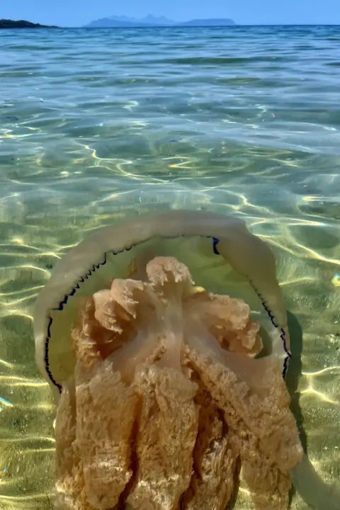 Matthew Musset A large jellyfish, it could be a barrel jellyfish, floating in some clear blue water
