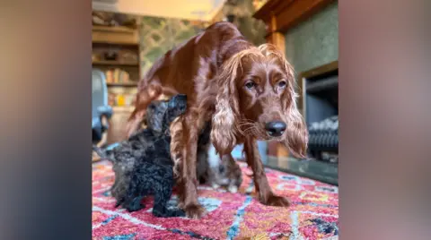 Brianne Hamilton An Irish Setter feeds her pups. 