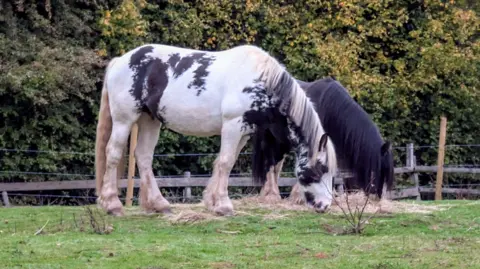 Debbie Howland Two horses pictured on a grassy field. A black horse is in the background with a white horse in the foreground, with black spots and blonde mane. 