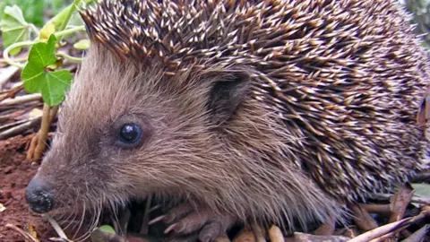Wikimedia/Gibe File image of a hedgehog
