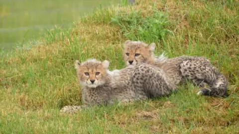 Two cheetah cubs lying in grass looking at the camera