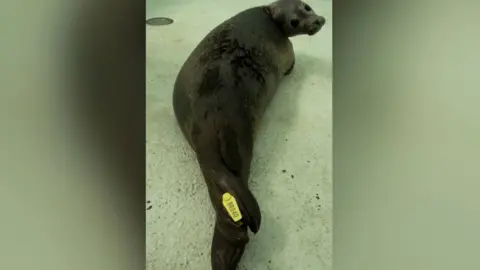 Tynemouth Seal Hospital Tagged seal