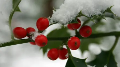 A close-up of a green twig showing bright red berries and holly leaves. Snow is resting on the holly leaves 