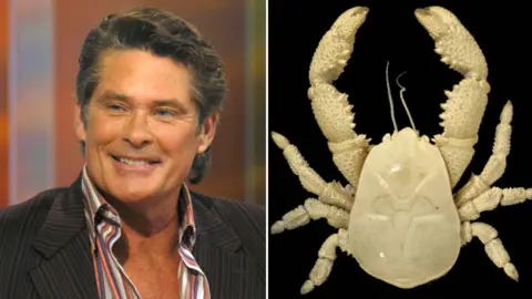 David Hasselhoff, wearing an striped shirt and jacket, pictured on the left in composite with an image of the Hoff crab on the right which is a cream colour with large claws.