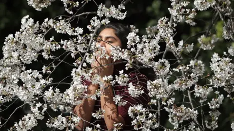 Getty Images Blossom on cherry trees