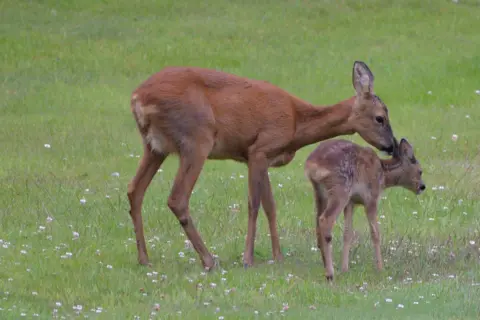 Trish Amy A mother deer leans over her young while the two stand on grass