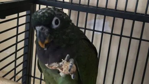 Michelle Chubb Sausage the parrot