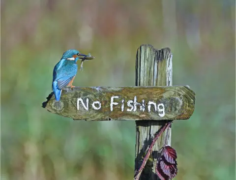 Sally Lloyd Jones A kingfisher on a "no fishing" sign with a fish in its mouth