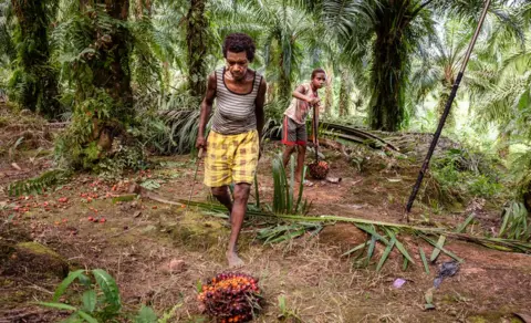 ALBERTUS VEMBRIANTO Workers on one of Korindo's palm oil plantations, picking up the palm oil fruit