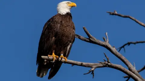 Getty Images Bald eagle