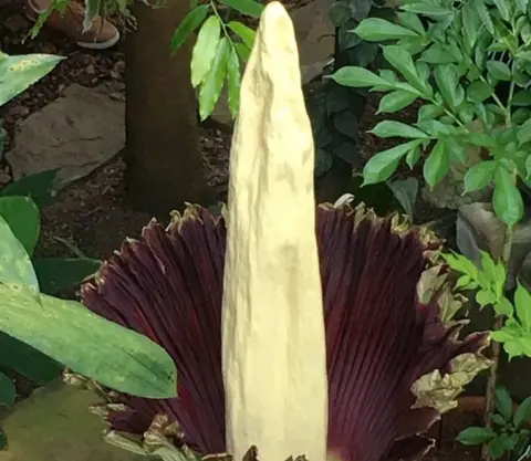 CUBG Titan Arum