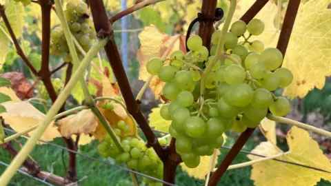 A bunch of green grapes hanging from a vine, with more vines and large leaves in the background.