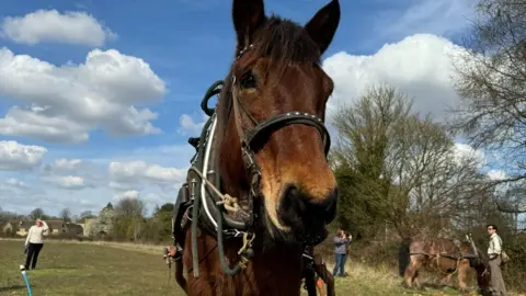 A horse is seen from slightly below, looking at the camera. Behind it is a field and blue sky.