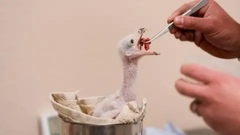 A small pink secretarybird chick opens its beak as a keeper feeds it with metal tweezers.