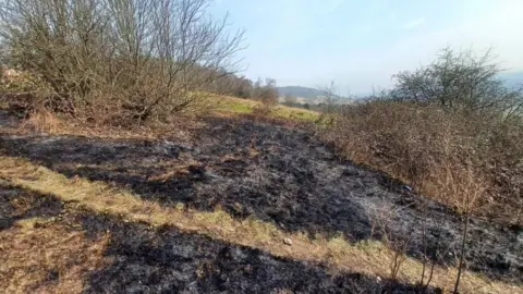 A scolded parcel of land. A burnt landscape. The aftermath of a wildfire. 