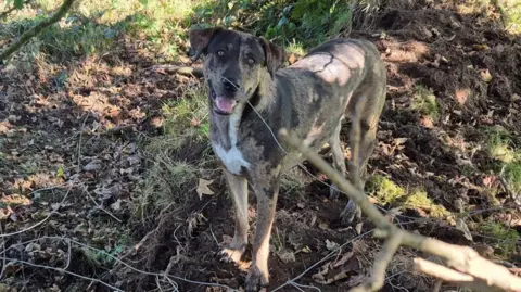 Koda is grey with black markings and is in a wood with dappled lighting. Koda is looking at the camera. Koda appears to be a medium size dog with a black tail and grey head.