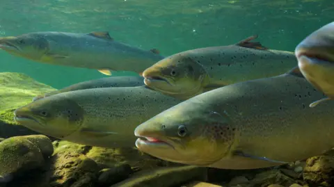  Atlantic salmon fish in water